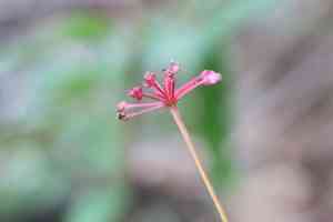 Chinese ginseng(Panax ginseng)