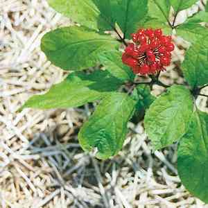 Chinese ginseng(Panax ginseng)