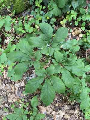 American Ginseng(Panax quinquefolius)