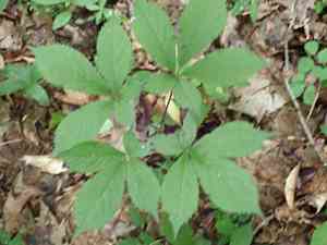 American Ginseng(Panax quinquefolius)