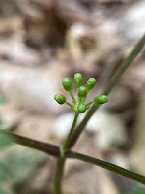 American Ginseng(Panax quinquefolius)