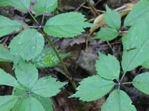 American Ginseng(Panax quinquefolius)