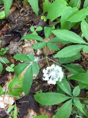 Dwarf ginseng(Panax trifolius)