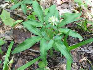 Dwarf ginseng(Panax trifolius)