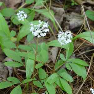 Dwarf ginseng(Panax trifolius)