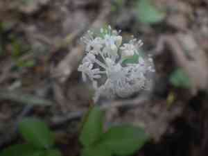Dwarf ginseng(Panax trifolius)