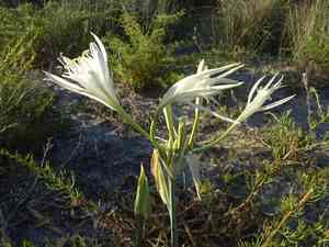 Sea daffodil(Pancratium maritimum)