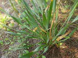 Sea daffodil(Pancratium maritimum)