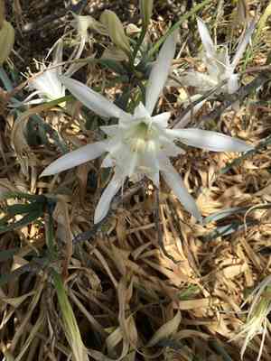 Sea daffodil(Pancratium maritimum)