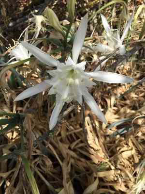 Sea daffodil(Pancratium maritimum)