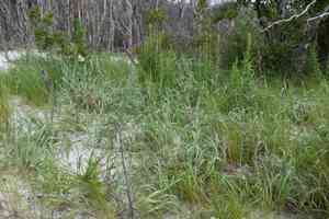 Bitter panicgrass(Panicum amarum)