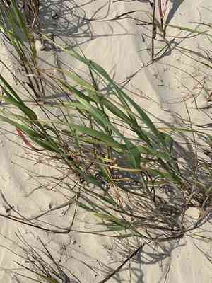 Bitter panicgrass(Panicum amarum)
