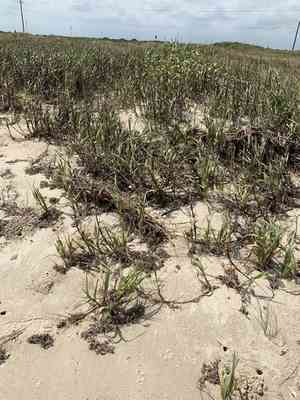 Bitter panicgrass(Panicum amarum)