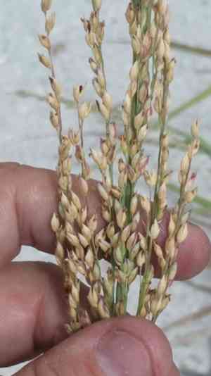Bitter panicgrass(Panicum amarum)