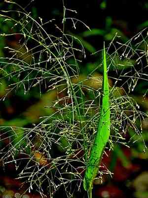 Black-seeded panic(Panicum bisulcatum)