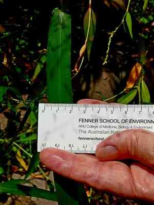 Black-seeded panic(Panicum bisulcatum)