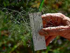 Black-seeded panic(Panicum bisulcatum)