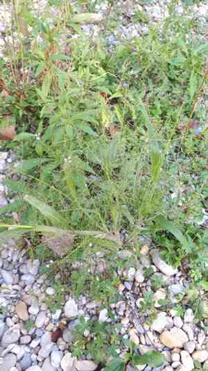 Witchgrass(Panicum capillare)