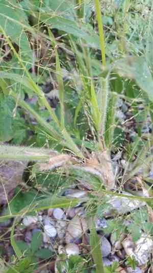 Witchgrass(Panicum capillare)