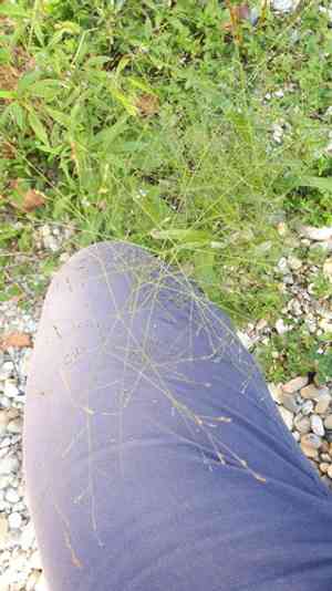 Witchgrass(Panicum capillare)