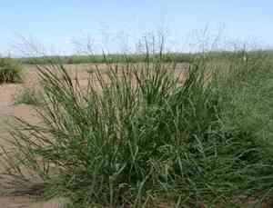 Klein grass(Panicum coloratum)