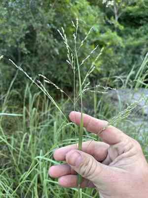 Klein grass(Panicum coloratum)