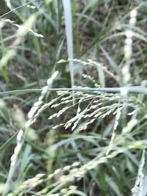 Klein grass(Panicum coloratum)