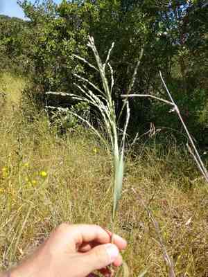 Klein grass(Panicum coloratum)
