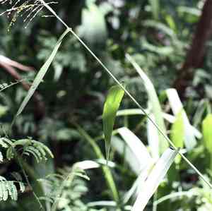 Broadleaf panicum(Panicum deustum)