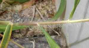 Broadleaf panicum(Panicum deustum)