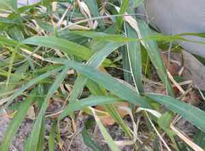 Broadleaf panicum(Panicum deustum)