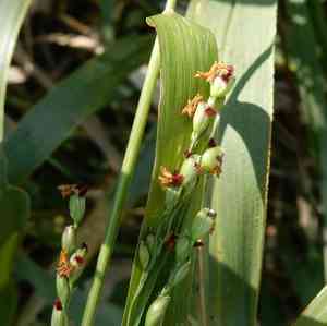 Broadleaf panicum(Panicum deustum)
