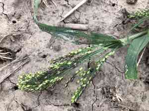 Proso millet(Panicum miliaceum)