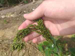 Proso millet(Panicum miliaceum)
