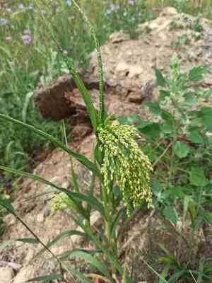 Proso millet(Panicum miliaceum)