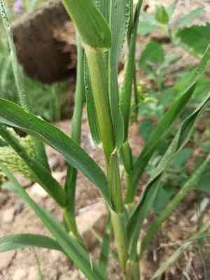 Proso millet(Panicum miliaceum)