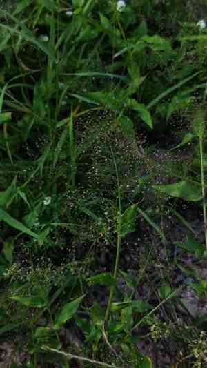 Tickle grass(Panicum trichoides)