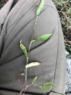 Tickle grass(Panicum trichoides)