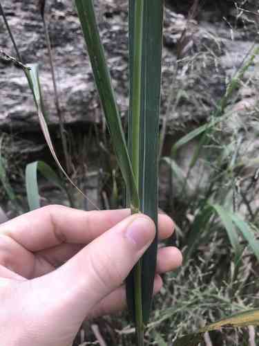 Switchgrass(Panicum virgatum)