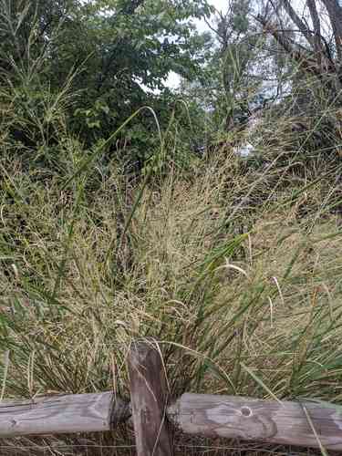 Switchgrass(Panicum virgatum)