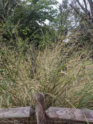 Switchgrass(Panicum virgatum)