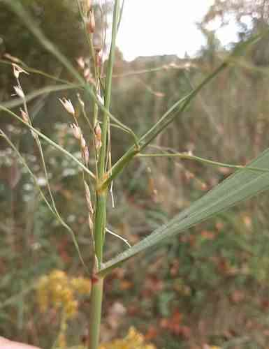 Switchgrass(Panicum virgatum)
