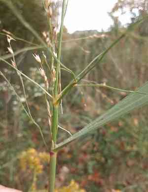 Switchgrass(Panicum virgatum)