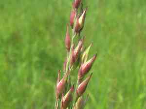 Switchgrass(Panicum virgatum)