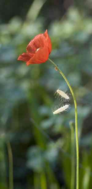 Blindeyes(Papaver dubium)