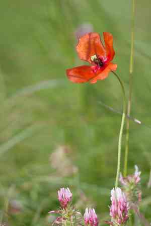Blindeyes(Papaver dubium)