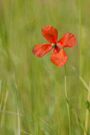 Blindeyes(Papaver dubium)