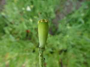 Blindeyes(Papaver dubium)