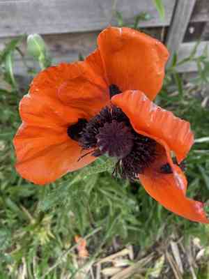 Oriental poppy(Papaver orientale)