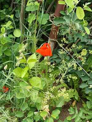 Oriental poppy(Papaver orientale)